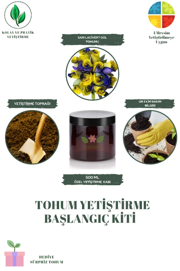 Sarı Lacivert Gül Tohumu Yetiştirme Kiti