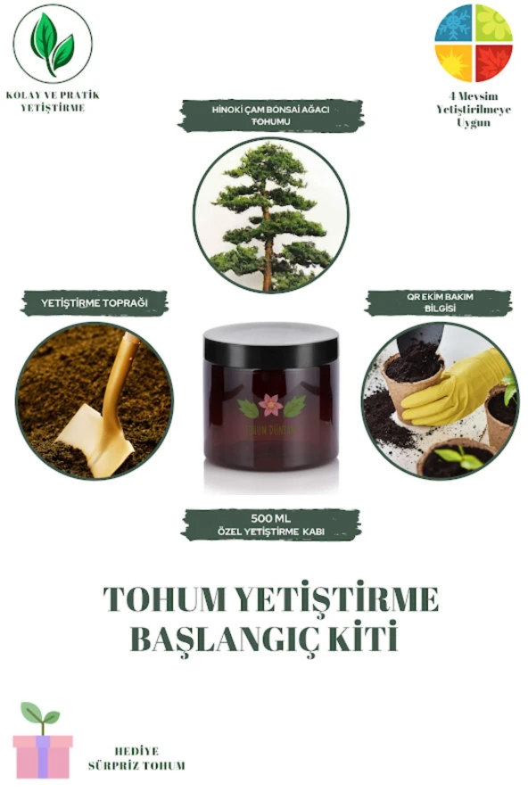 Hinoki Çam Bonsai Ağacı Tohumu Yetiştirme Kiti