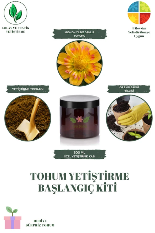 Mignon Yıldız Dahlia Tohumu Yetiştirme Kiti