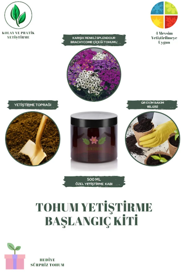 Karışık Renkli Splendour Brachycome Çiçeği Tohumu Yetiştirme Kiti