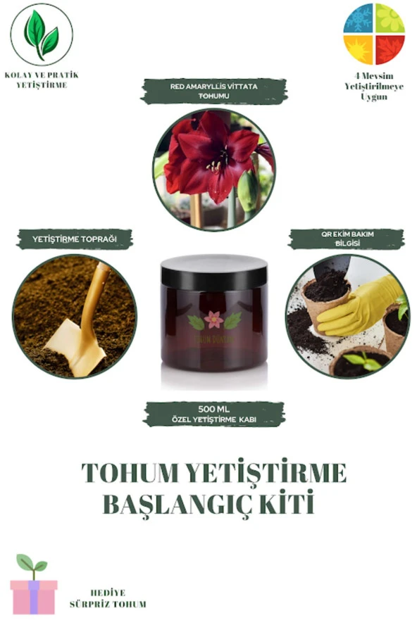 Red Amaryllis Vittata Tohumu Yetiştirme Kiti