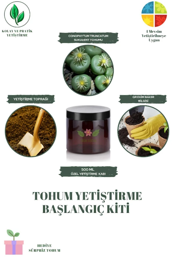 Conophytum Truncatum Sukulent Tohumu Yetiştirme Kiti