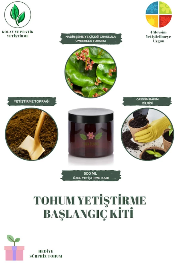 Nadir Şemsiye Çiçeği Crassula Umbrella Tohumu Yetiştirme Kiti