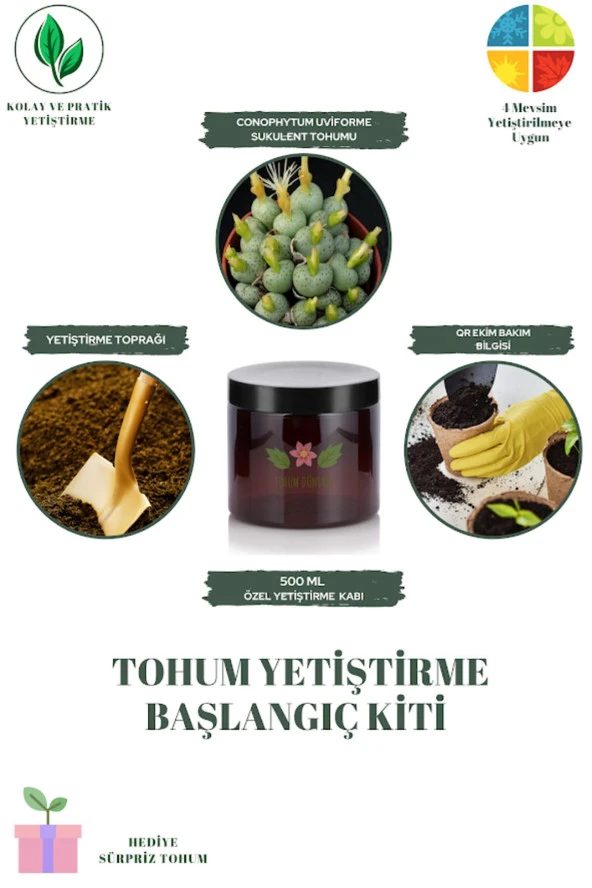 Conophytum Uviforme Sukulent Tohumu Yetiştirme Kiti