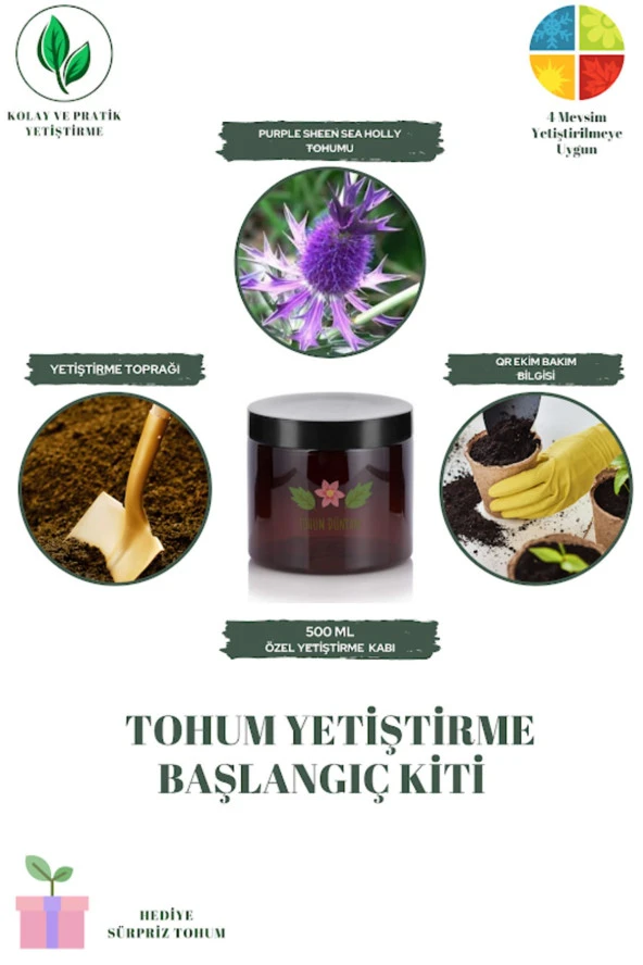 Purple Sheen Sea Holly Tohumu Yetiştirme Kiti