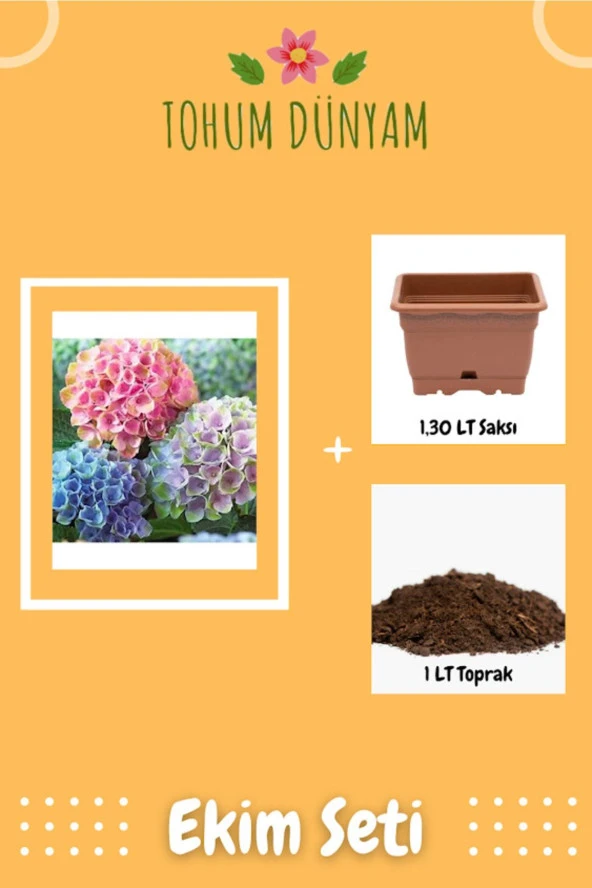 Üç Renkli Ortanca Çiçeği Tohumu Ekim Seti
