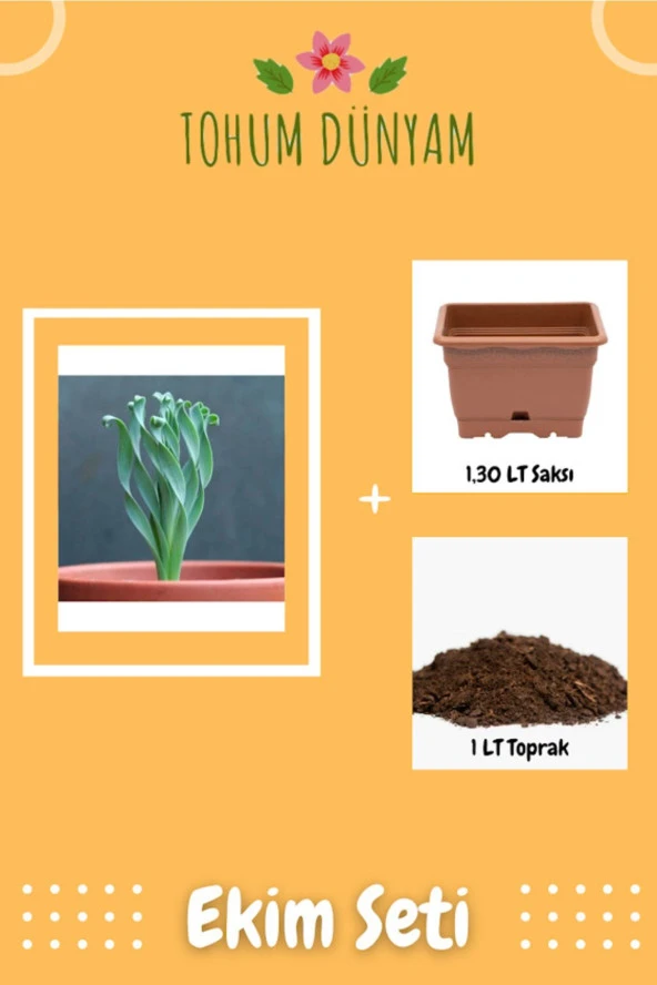 Albuca Concordiana Sukulent Tohumu Ekim Seti