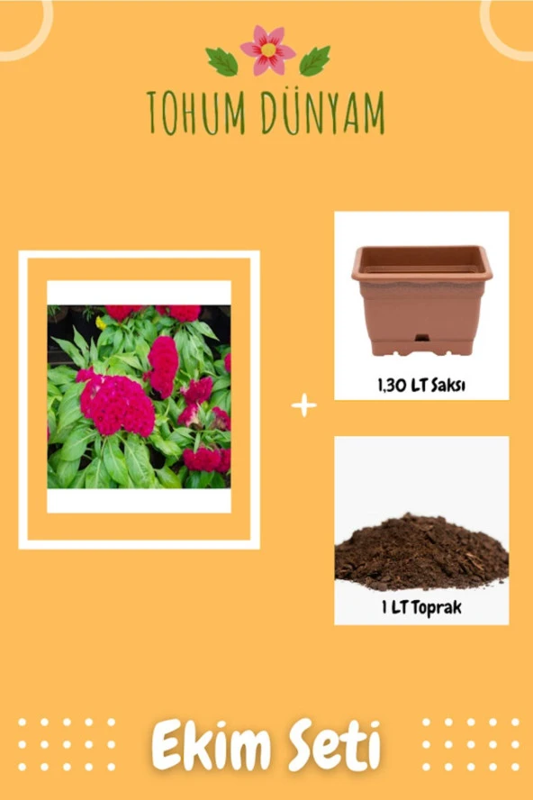 Horozibiği (celosia) Çiçek Tohumu Ekim Seti