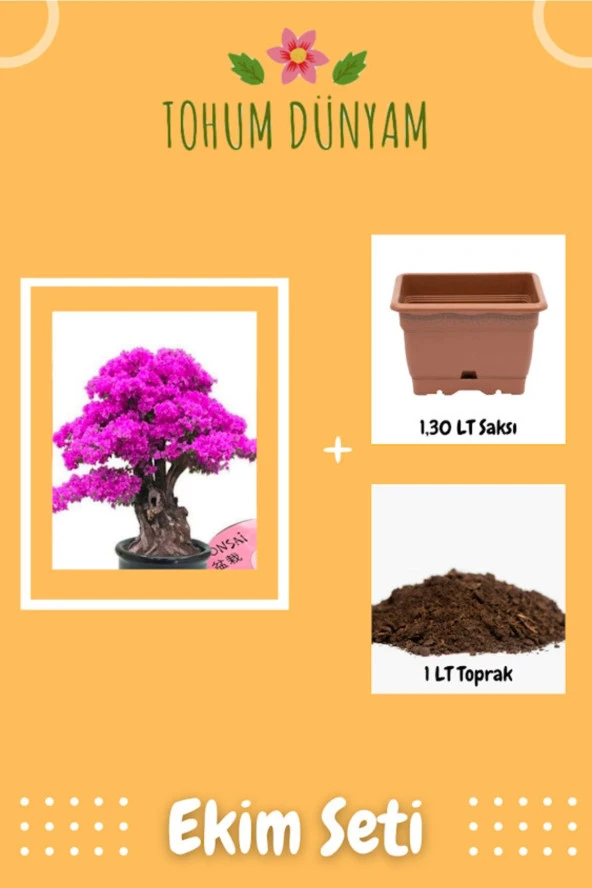Bodur Pembe Bonsai Ağacı Tohumu Ekim Seti