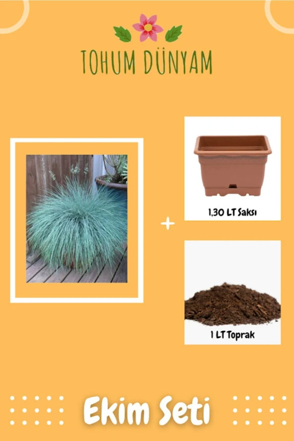 Mavi Festuka Çimi (blue Festuca) Tohumu Ekim Seti