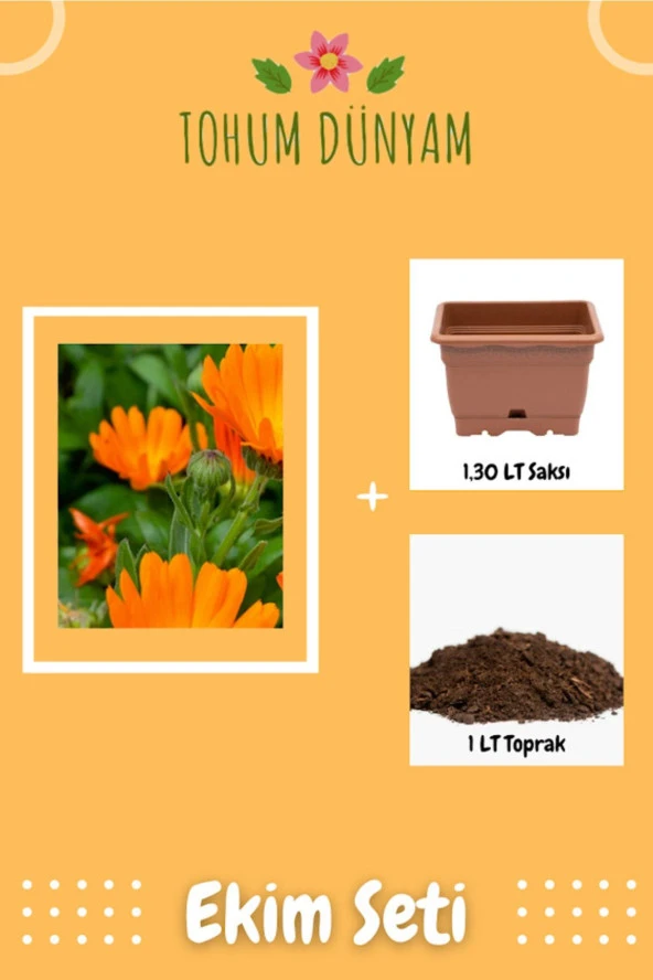 Portakal Nergisi - Aynı Sefa (calendula Officinalis) Çiçek Tohumu Ekim Seti
