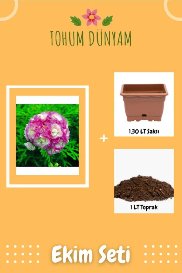 Çift Renkli Gül Sardunya Çiçeği Tohumu Ekim Seti