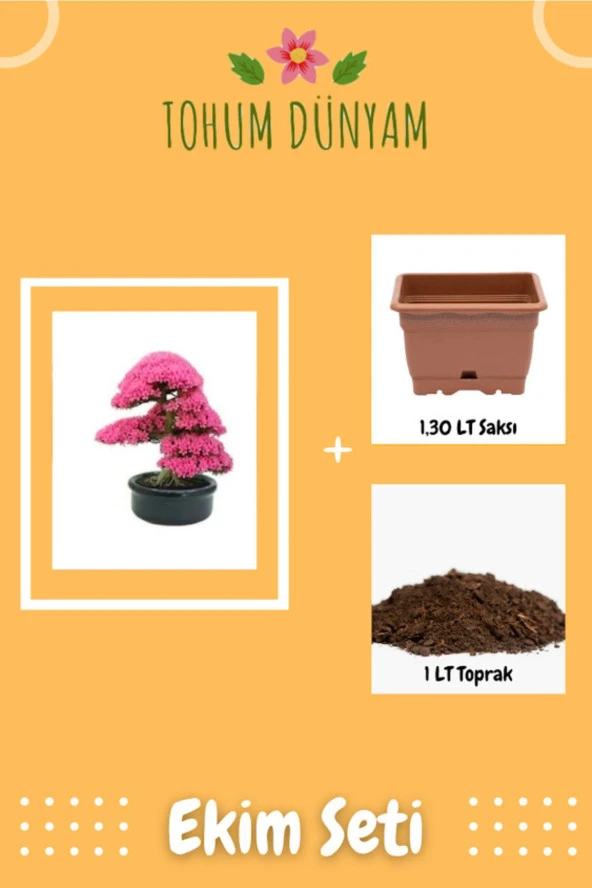 Erguvan Bonsai Ağacı Tohumu Bonsai Ağacı Tohumu Ekim Seti