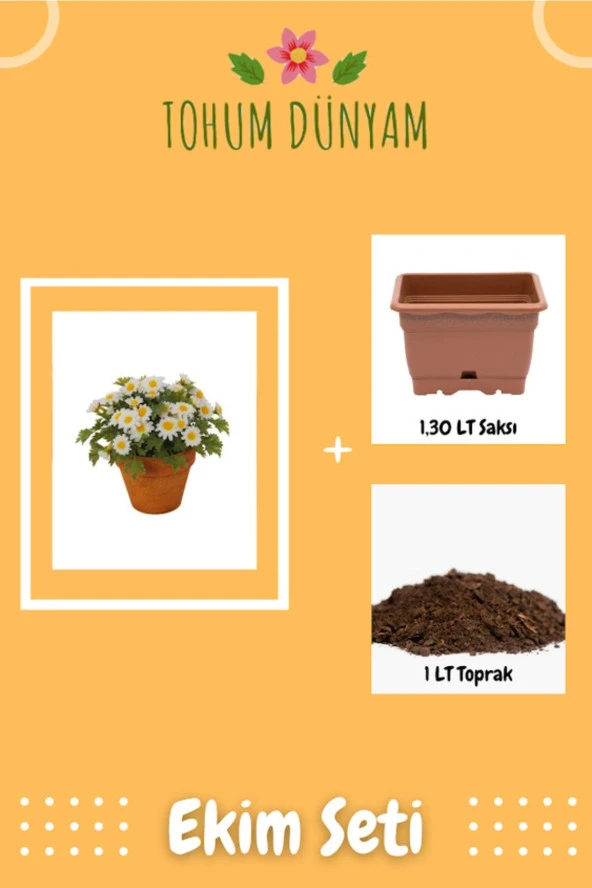 Yayılıcı Kır Papatyası Tohumu Ekim Seti