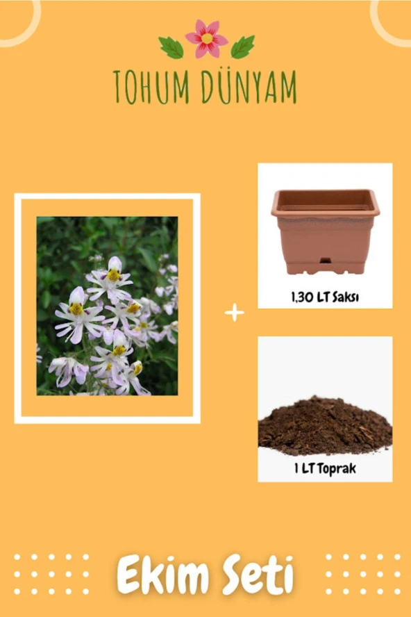 Kelebek Orkidesi (schizanthus Pinnatus) Çiçek Tohumu Ekim Seti