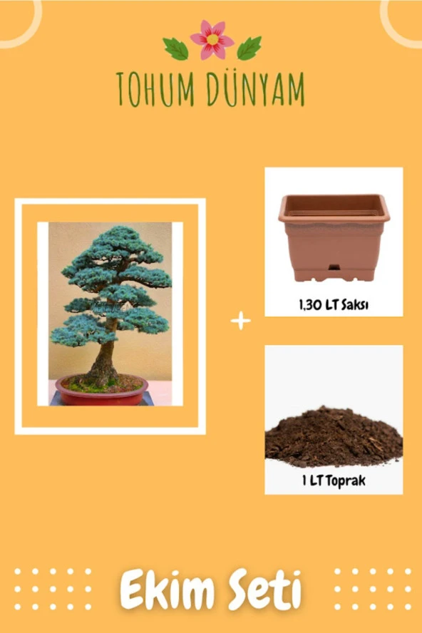 Bodur Mavi Selvi Bonsai Ağacı Tohumu Ekim Seti