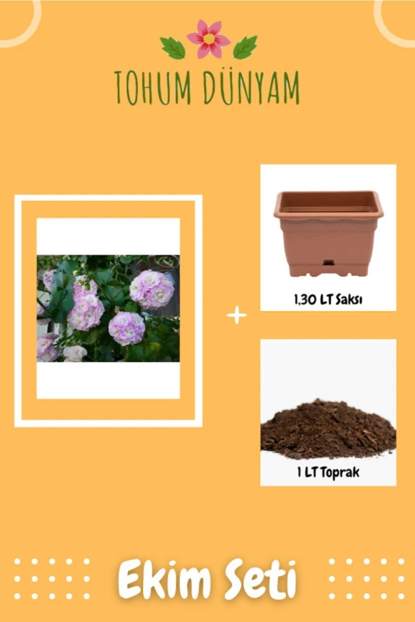 Lila-beyaz Renkli Gül Sardunya Çiçeği Tohumu Ekim Seti