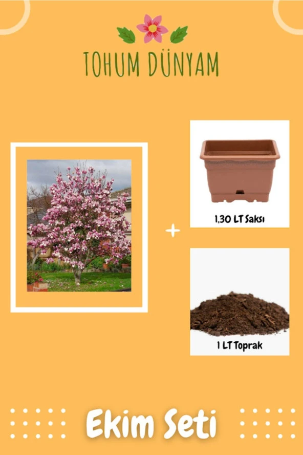 Yaprak Döken Pembe Manolya Ağacı Tohumu Ekim Seti