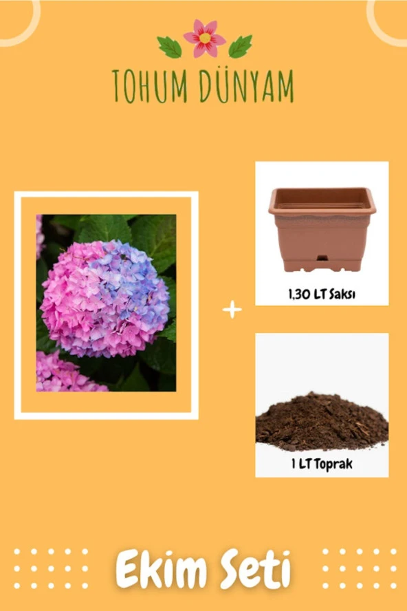 Çift Renkli Ortanca Çiçeği Tohumu Ekim Seti