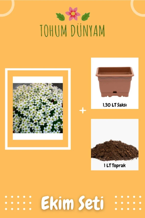 Saxifraga Cebennensis Çiçek Tohumu Ekim Seti