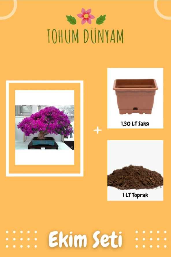 Bonsai Begonvil Tohumu Tropikal Çiçek Tohumu Ekim Seti