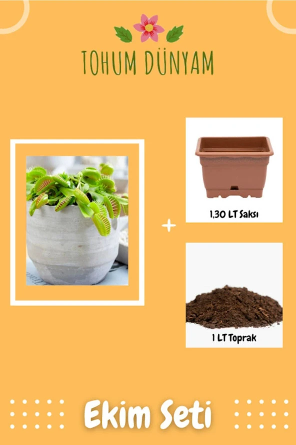 Sinek Kapan Etobur Bitki Venus Fly Trap Tohumu Ekim Seti