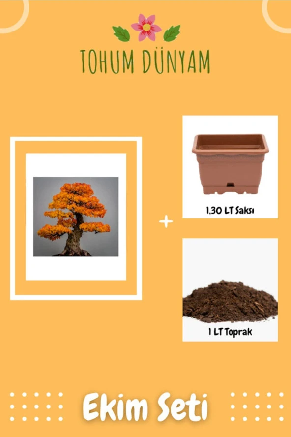 Liquidambar Bonsai Ağacı Tohumu Ekim Seti
