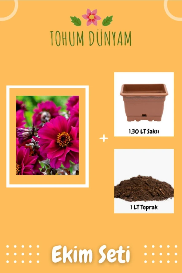 Dahlia (dahlia) Çiçek Tohumu Ekim Seti