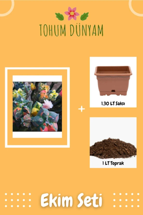 Astrophytum Kikko Varıegate Tohumu Ekim Seti