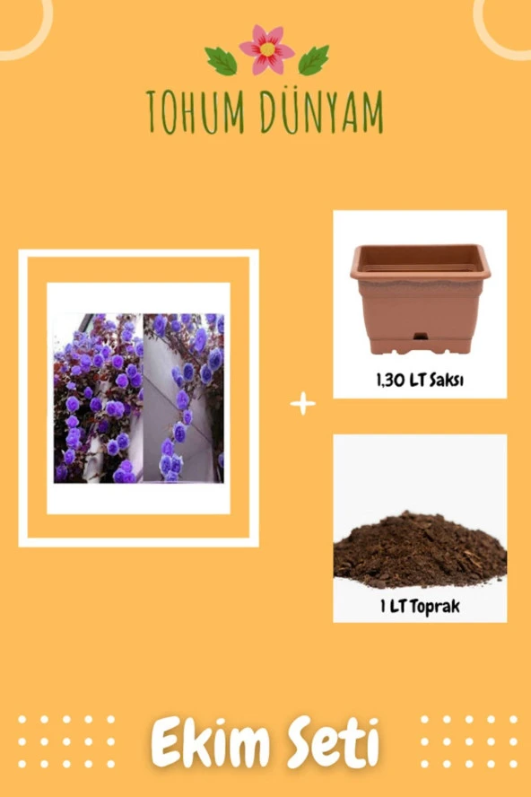 Mor Sarmaşık Gül Tohumu Ekim Seti