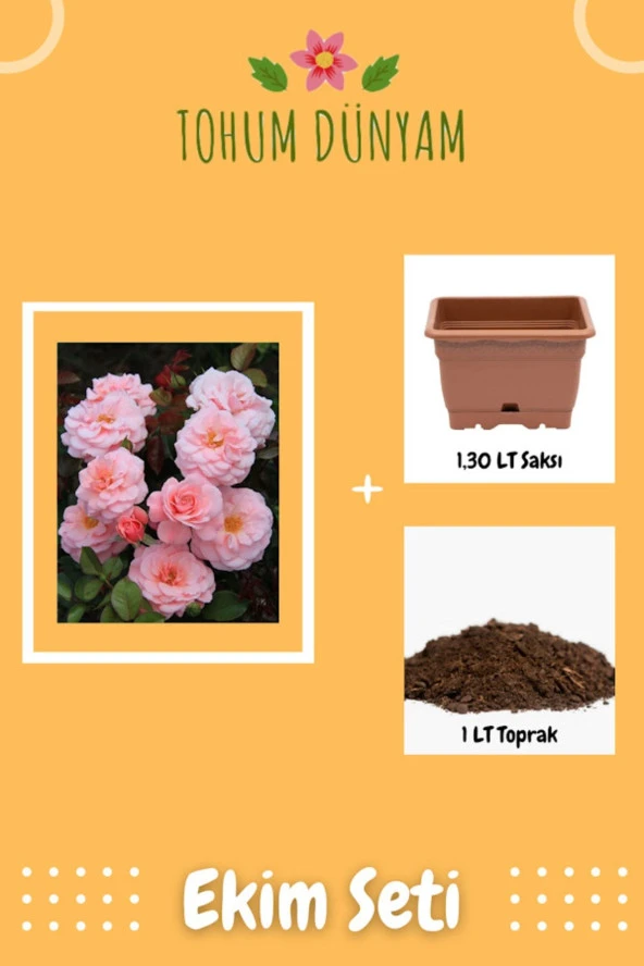Yediveren Pembe Gül Tohumu Ekim Seti