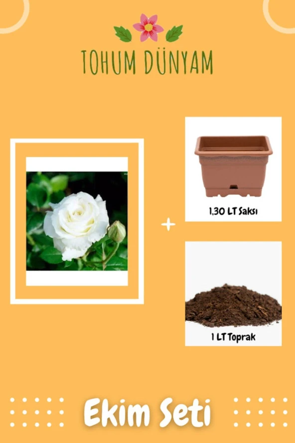 Beyaz Gül Tohumu Ekim Seti