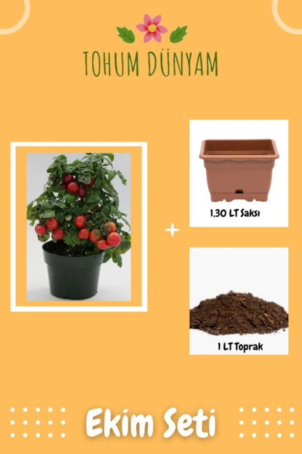 Saksılık Cherry Domates Tohumu Ekim Seti