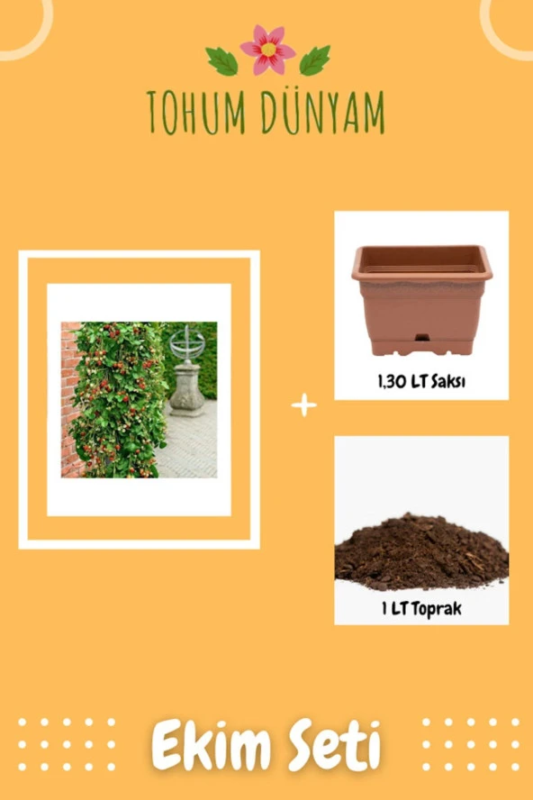 Sırık Çilek Ağacı Tohumu Ekim Seti