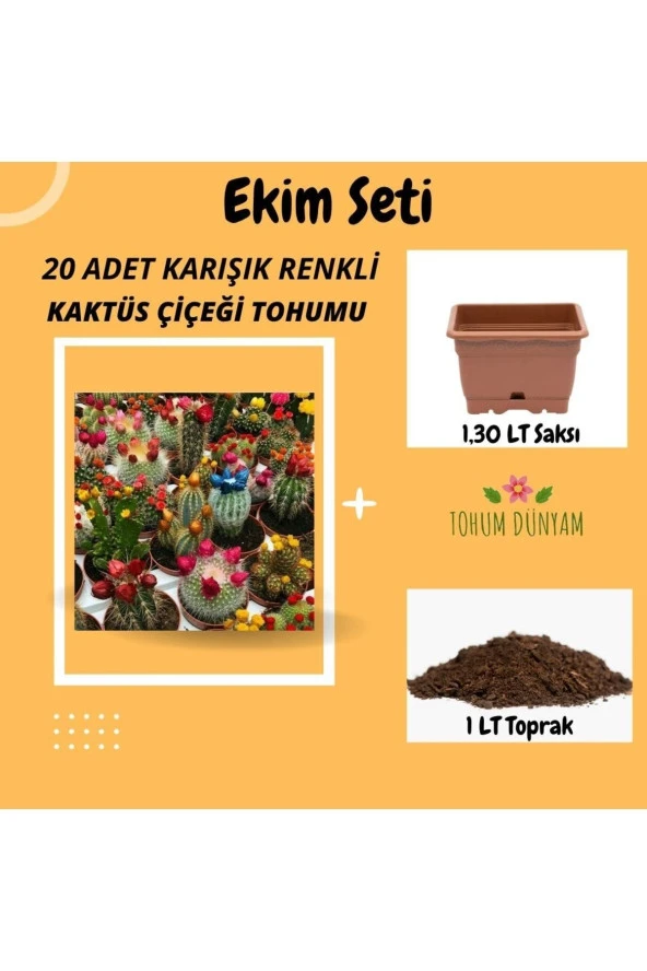Karışık Renkli Kaktüs Çiçeği Tohumu Ekim Seti