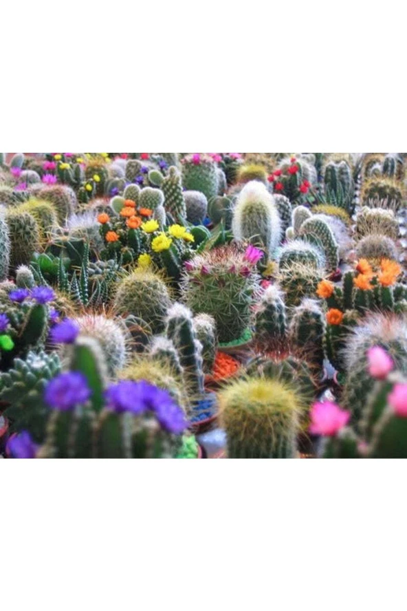 20 Adet Cactus Mıx 'finest Mixed' Tohumu