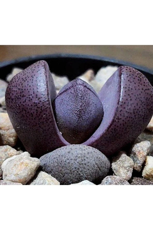 10 Adet Pleiospilos Nelii Cv. Royal Flush Succulent Tohumu