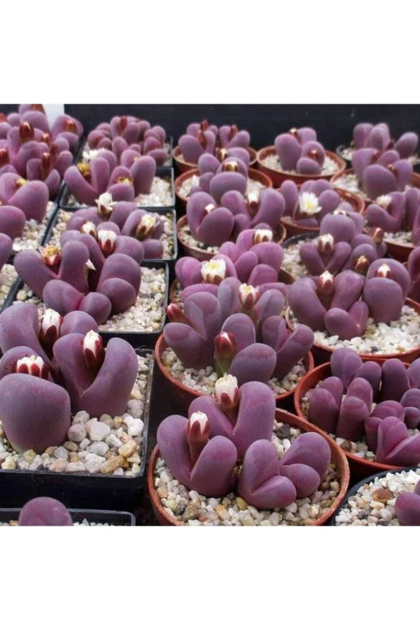 10 Adet Lithops Optica Rubra Succulent Tohumu