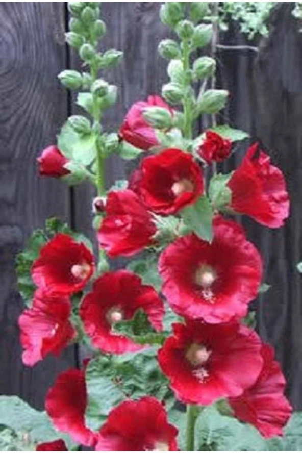 20 Adet Mixed Colors Hollyhock Country Romance Tohumu
