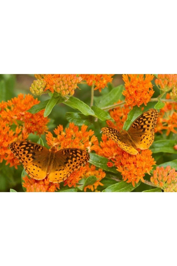 10 Adet Orange Butterly Milkweed Tohumu