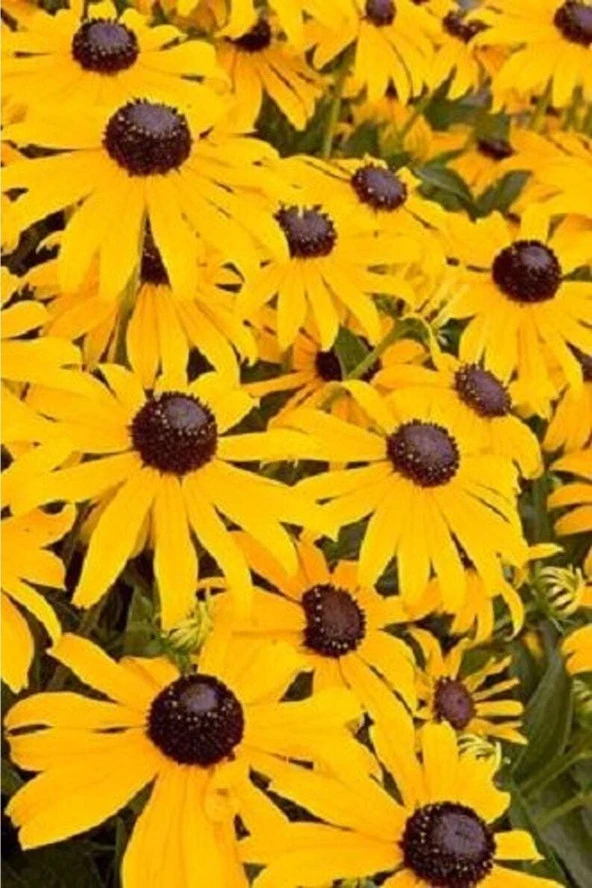 20 Adet Black Eyed Susan Tohumu