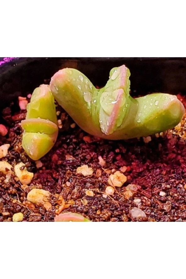 Ayc Botanik 10 Adet Bijlia Cana Succulent Tohumu