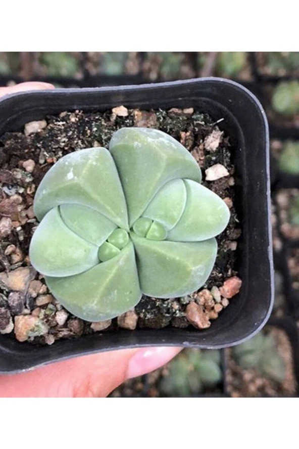 10 Adet Pleiospilos Succulent Tohumu