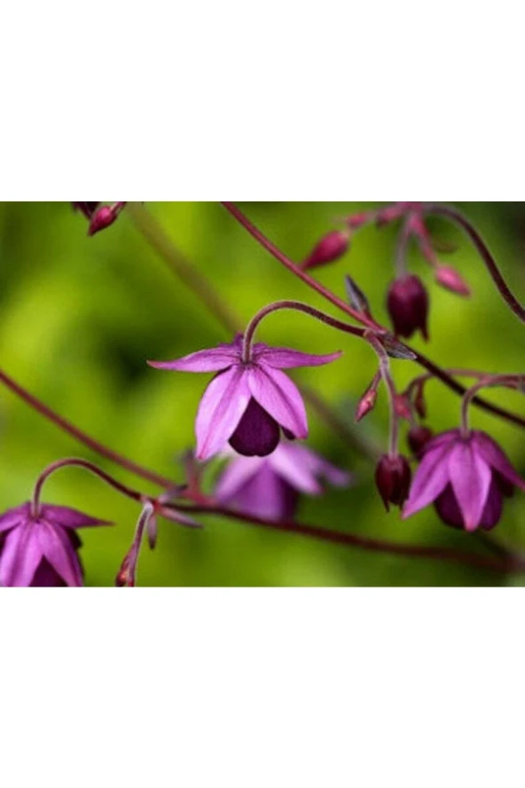 5 Adet Sugar Plum Fairy Columbine Tohumu