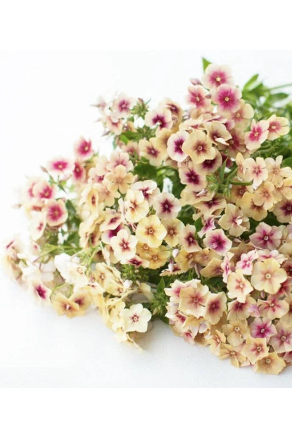 20 Adet Cherry Caramel Phlox Tohumu