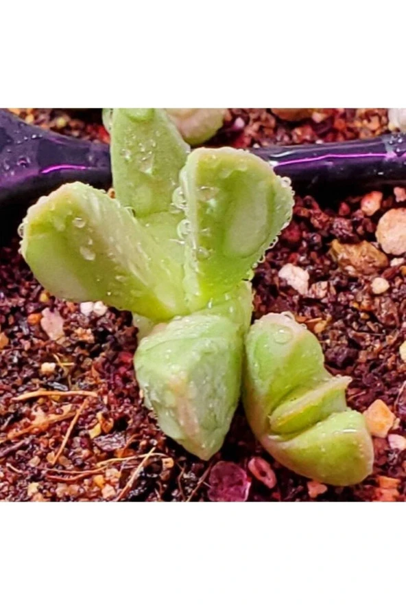 Ayc Botanik 10 Adet Bijlia Cana Succulent Tohumu - 2