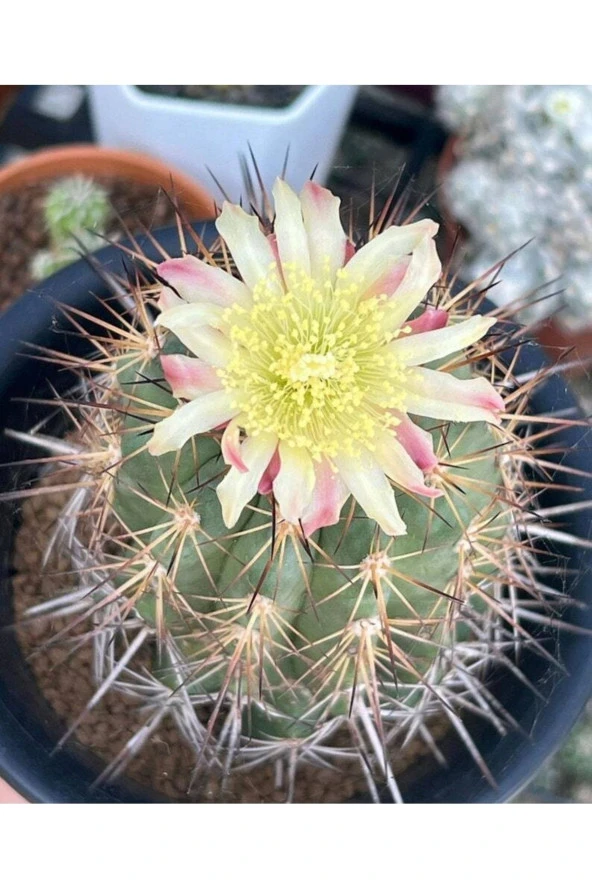 10 Adet Copiapoa Grandiflora Kaktüs Tohumu