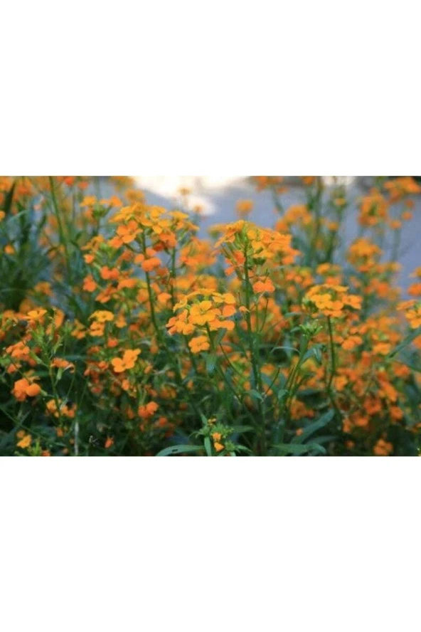 20 Adet Siberian Wallflower Çiçek Tohumu