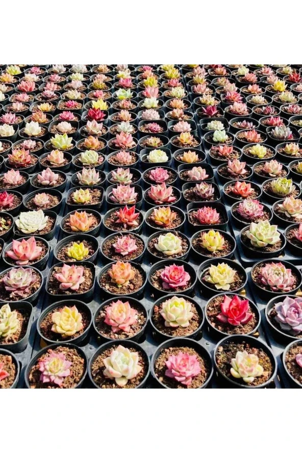 10 Adet Mıx Echeveria Romeo Rubin Succulent Tohumu