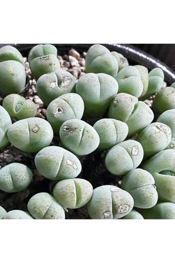 10 Adet Vanheerdea Divergens Succulent Tohumu